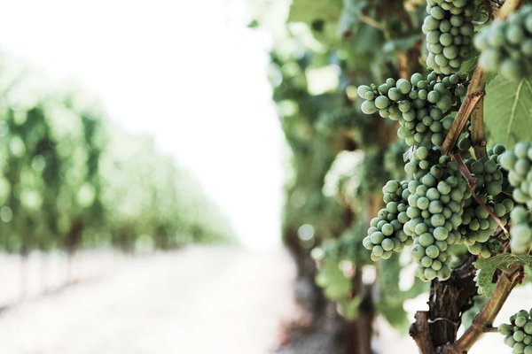 Découverte des Cépages: Le Périgord, un Terroir Viticole Envoûtant